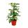 Strahlenaralie - Schefflera -  weiss-grünlaubig - 12cm Topf - Zimmerpflanze - ca. 40-45cm hoch