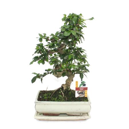 Bonsai Fukientee - Carmona microphylla - 10 years