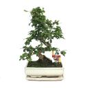 Bonsai Fukientee - Carmona microphylla - 10 years