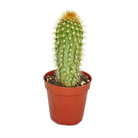 Vatricania guentheri - plante de taille moyenne en pot de 8,5cm