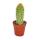Vatricania guentheri - plante de taille moyenne en pot de 8,5cm