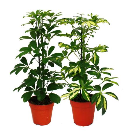 Strahlenaralie Duo - Schefflera -  weiss-gr&uuml;nlaubig - 12cm Topf - 2 Pflanzen