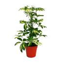 Strahlenaralie Duo - Schefflera -  weiss-grünlaubig - 12cm Topf - 2 Pflanzen