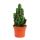 Cereuis floridianus - Doigt vert - en pot de 12cm