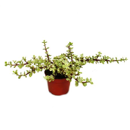 Plante dintérieur - Portulacaria afra var  - jade tree  - pot de 12cm