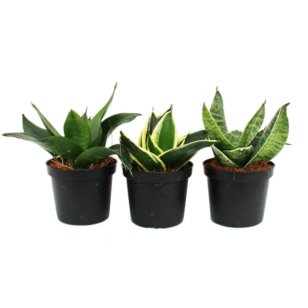 Cuidados De La Sansevieria La Planta Decorativa Blog Verdecora