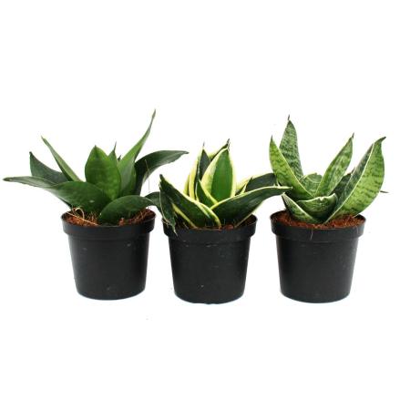 Sansevieria trifasciata hahnii - Set of 3 different plants  Potsize 9cm