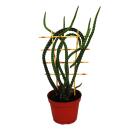 Reine de la Nuit - Selenicereus grandiflorus - Pot de 15cm