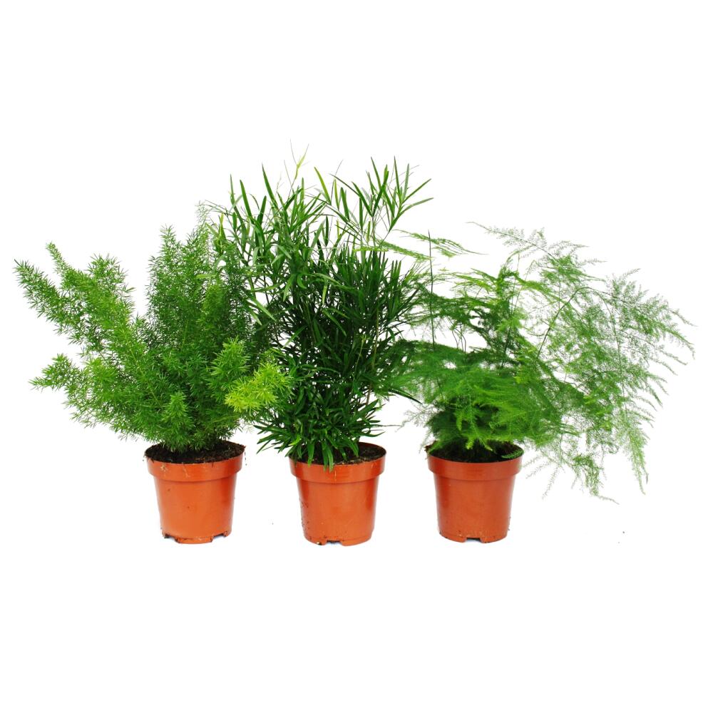 Zierspargel 3er Set 3 verschiedene Asparagus Pflanzen