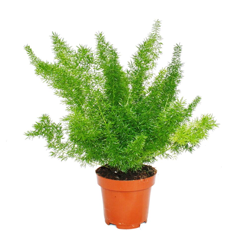 Zierspargel 3er Set 3 verschiedene Asparagus Pflanzen