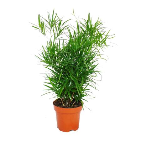 zimmerpflanze ficus benjamina Ficus Benjamina geflochtener Stamm | 130cm main image 0