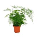 Ornamental asparagus - Set of 3 - 3 different Asparagus plants