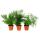Zierspargel  - 3er Set - 3 verschiedene Asparagus Pflanzen