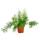 Ornamental asparagus - Asparagus densiflorus sprengeri - 12cm Pot
