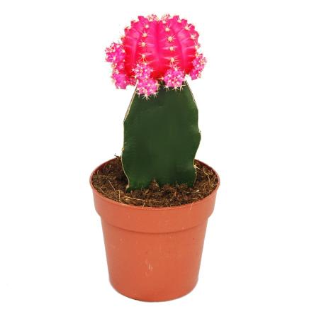 Gymnocalycium mihanovichii - cactus fraise - rose - pot de 8,5cm
