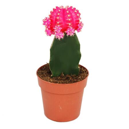 Gymnocalycium mihanovichii - Erdbeerkaktus - rosa - 8,5cm Topf