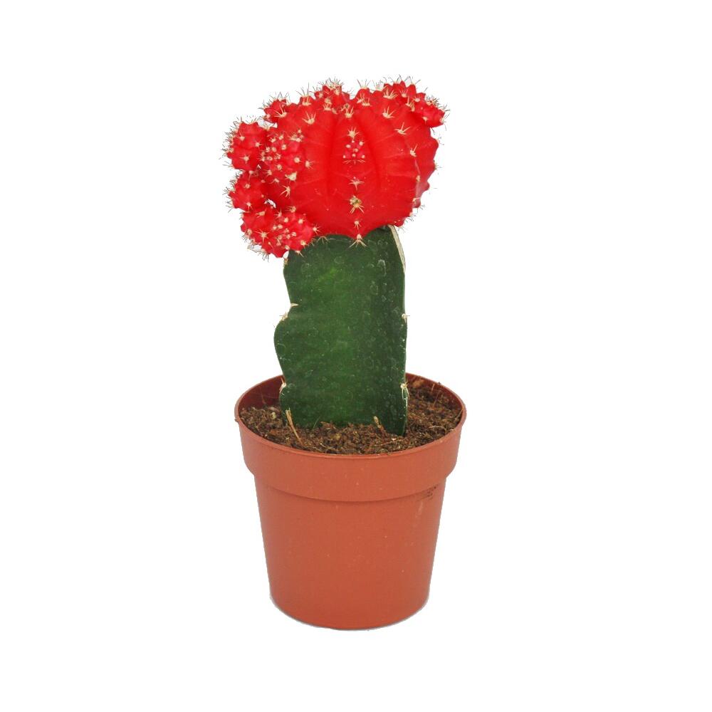 Gymnocalycium Mihanovichii Strawberry Cactus Red 8 5cm Pot