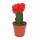 Gymnocalycium mihanovichii - cactus fraise - rouge - pot de 8,5cm