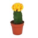 Gymnocalycium mihanovichii - cactus fraise - orange - pot de 8,5 cm