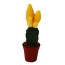 Chamaecereus silvestrii - cactus banane - jaune - pot de...