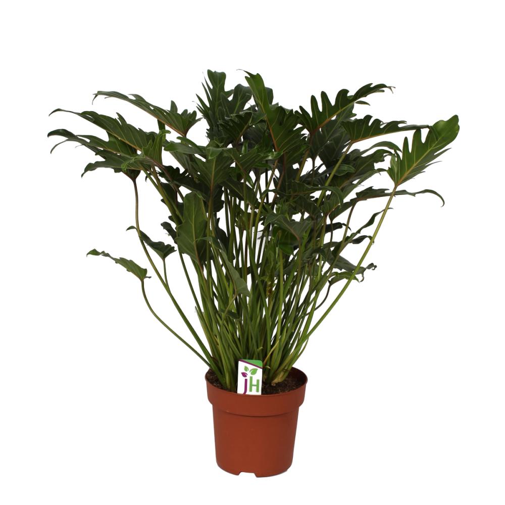 philodendron xanadu in 21cm pot, total height ca.65cm