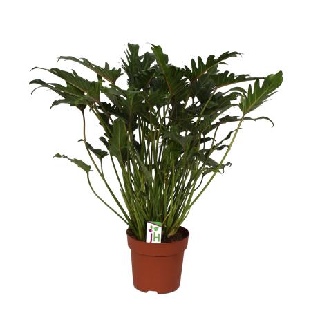 Philodendron Xanadu en pot de 21cm, hauteur totale ca.65cm