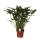 Philodendron Xanadu en pot de 21cm, hauteur totale ca.65cm