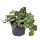 Ivy - Scindapsus pictus argyraeus, 12 cm pot