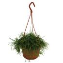 Rhipsalis cassutha in der 15cm Ampel