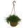 Rhipsalis cassutha au feu de signalisation de 15 cm
