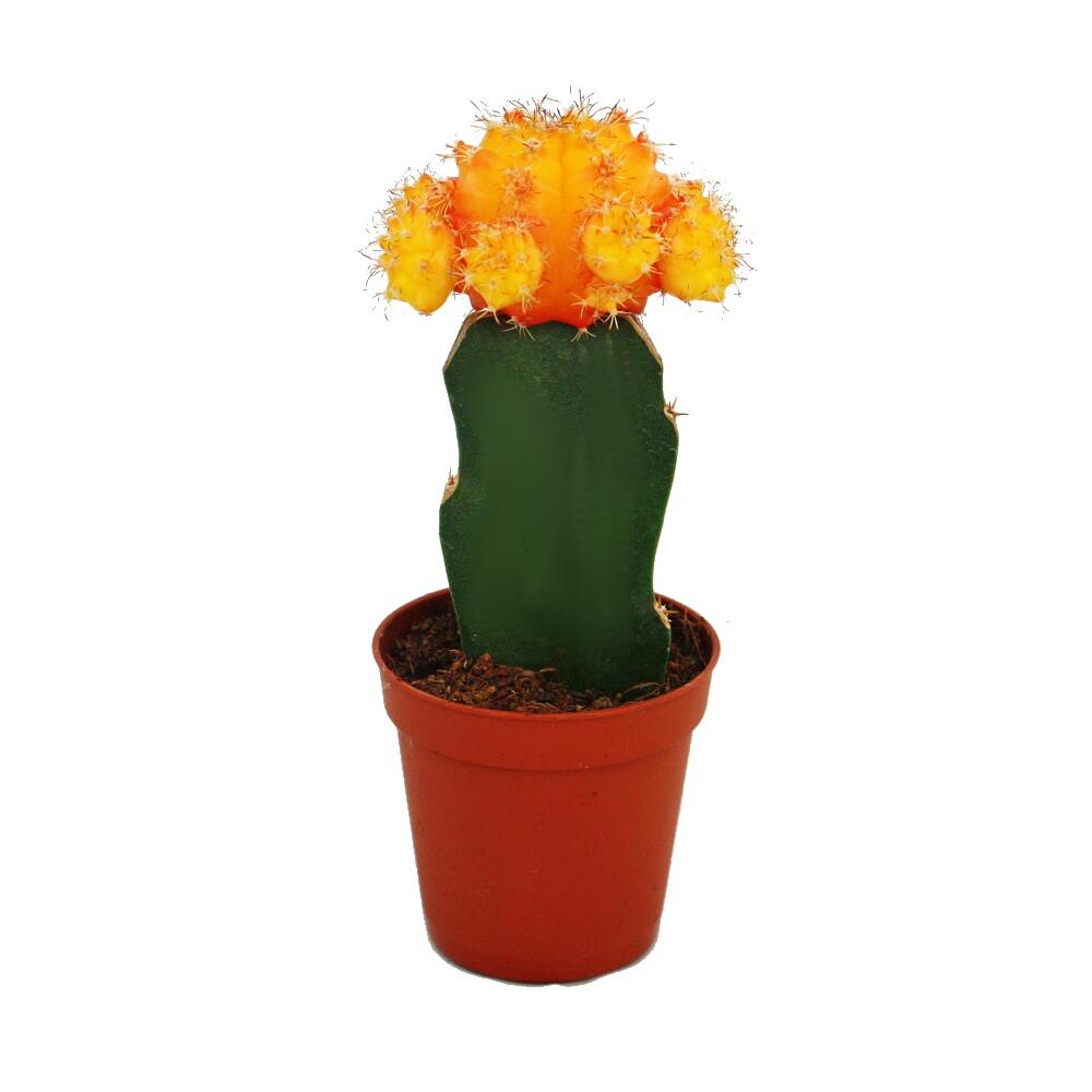 Gymnocalycium mihanovichii - Erdbeerkaktus - orange - 5,5cm Topf