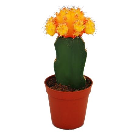 Gymnocalycium mihanovichii - strawberry cactus - orange - 5.5cm pot