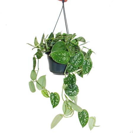 bromelie tillandsia Bromeliad Tillandsia 1-Pack *The Dude's Choice* – The Bio Dude
