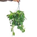 Ivy - Scindapsus pictus arguraeus in a hanging pot 15cm