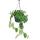 Ivy - Scindapsus pictus arguraeus in a hanging pot 15cm