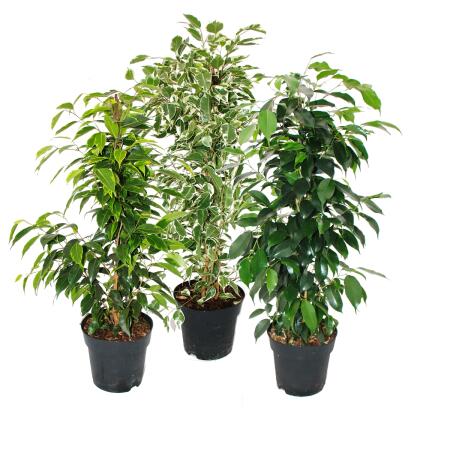 Ficus benjamini - 3er Set - Anastasia - Twighlight - Danielle im 17cm Topf