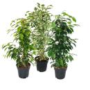 Ficus Benjamini - Set of 3 - Danielle - Anastasia - Twighlight - 17cm pot
