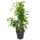 Ficus benjamini - Lot de 3 - Anastasia - Twighlight - Danielle en pot de 17cm