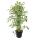 Ficus benjamini - Lot de 3 - Anastasia - Twighlight - Danielle en pot de 17cm