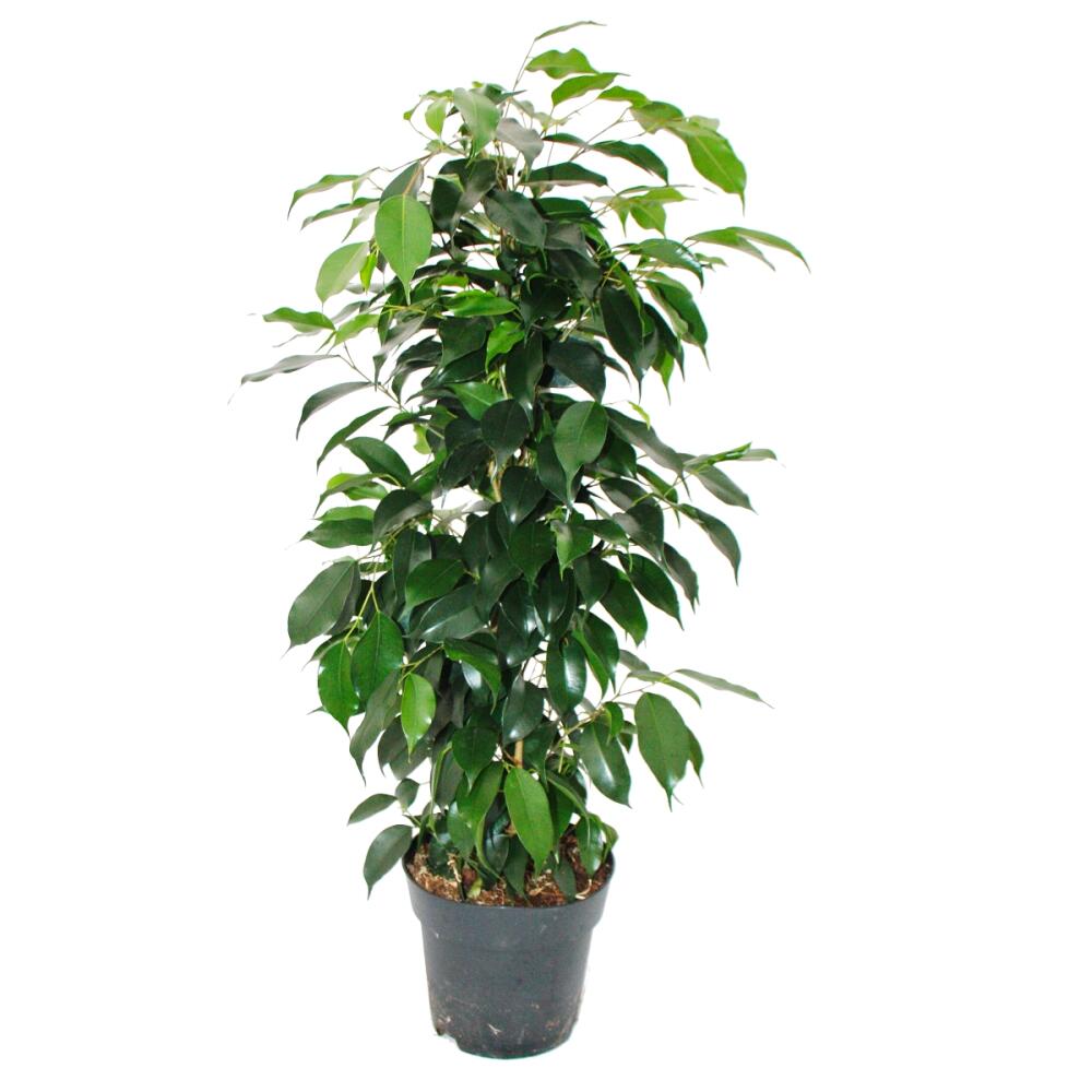 Ficus benjamini "Anastasia" in vaso da 17 cm