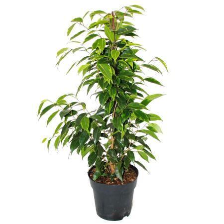 Ficus benjamini Anastasia - 17cm pot