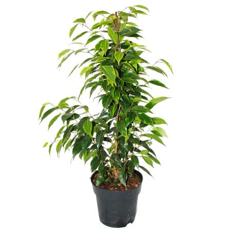 Ficus benjamini &quot;Anastasia&quot; - 17cm pot