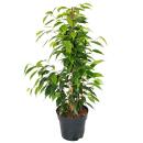 Ficus benjamini "Anastasia" im 17cm Topf