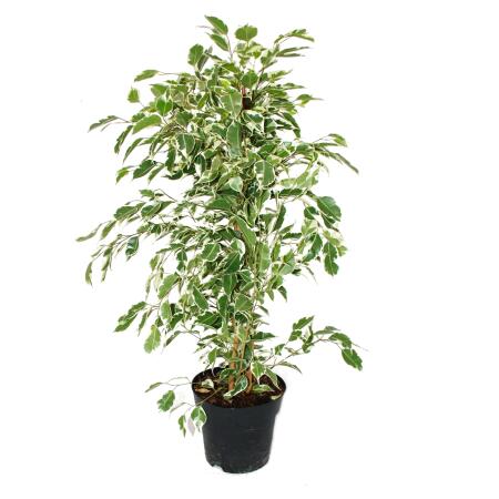 Ficus benjamini "Twilight" im 17cm Topf