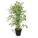 Ficus benjamini "Twighlight" en pot de 17cm