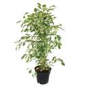 Ficus benjamini "Twilight" im 17cm Topf