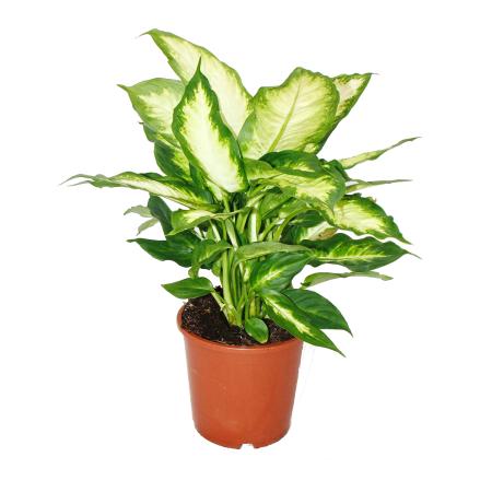 Dieffenbachia - Zimmerpflanzen - Topfpflanze f&uuml;r Anf&auml;nger 17cm Topf