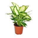 Dieffenbachia - plantes dintérieur - plante en pot...