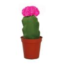 Gymnocalycium mihanovichii - strawberry cactus - pink - 5.5cm pot