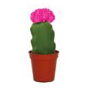 Gymnocalycium mihanovichii - fraise cactus - rose - pot...